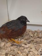 Chinese dwergkwartels, Dieren en Toebehoren, Meerdere dieren, Tropenvogel, Geringd