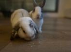 Dit zijn noack en winter Kijk verder in de beschrijving️❤️, Dieren en Toebehoren, Maart, Meerdere dieren