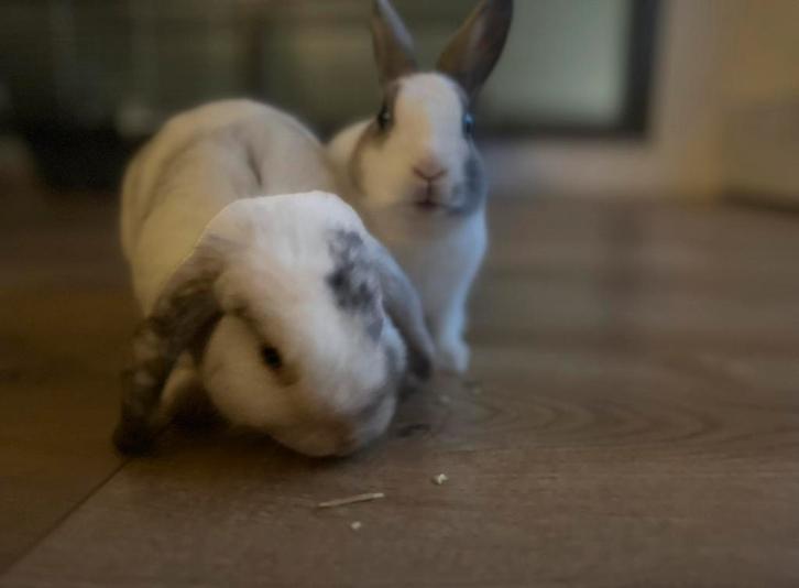 Dit zijn noack en winter Kijk verder in de beschrijving️❤️, Dieren en Toebehoren, Overige Dieren, Meerdere dieren, Maart