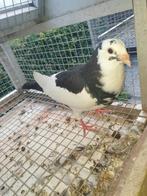 Jonge Haagse tilduif pieper zwartbont, Dieren en Toebehoren, Vogels | Duiven, Vrouwelijk, Kropper