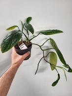 Monstera Karstenianum Peru, Ophalen of Verzenden, Overige soorten, Minder dan 100 cm