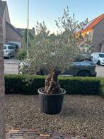 Olijfboom met dikke stam, Ophalen, Volle zon, Olijfboom, 100 tot 250 cm