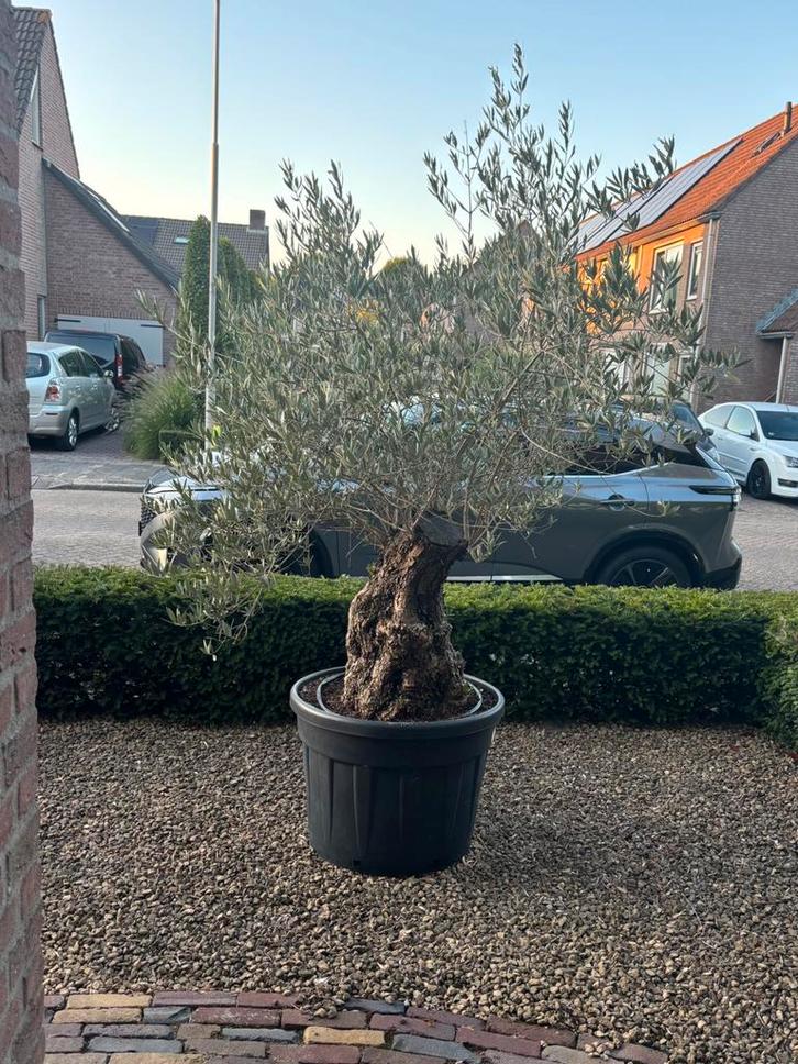 Olijfboom met dikke stam, Tuin en Terras, Planten | Bomen, Olijfboom, 100 tot 250 cm, Volle zon, Ophalen