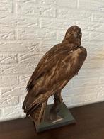 Opgezette Buizerd - Prachtig Exemplaar, Antiek en Kunst, Curiosa en Brocante, Ophalen of Verzenden