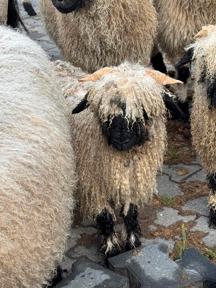 Knappe jonge walliser schwarznase ram van 2024, Dieren en Toebehoren, Schapen, Geiten en Varkens, Schaap, Mannelijk