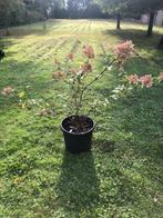Hortensia struik , staat in de kuip . ruim 100 cm hoog en 10, Ophalen, Hortensia, Struik, 100 tot 250 cm