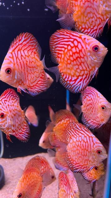 ontdek de magie van deze betoverende tropische discusvissen beschikbaar voor biedingen