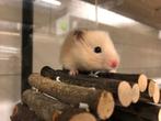 Goudhamster | Goed tam te maken | Jonge hamsters, Dieren en Toebehoren, Knaagdieren, Hamster, Vrouwelijk, Tam, Oktober