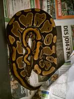 Dh clown pied, Slang, 0 tot 2 jaar