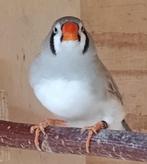 Forse Zebravinken, Dieren en Toebehoren, Vogels | Overige Vogels, Meerdere dieren