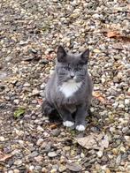 Mooie kittens, Dieren en Toebehoren, Katten en Kittens | Overige Katten, Meerdere dieren, Kortharig, 0 tot 2 jaar