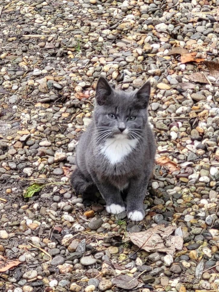 Mooie kittens, Dieren en Toebehoren, Katten en Kittens | Overige Katten, Kortharig, Meerdere dieren, 0 tot 2 jaar