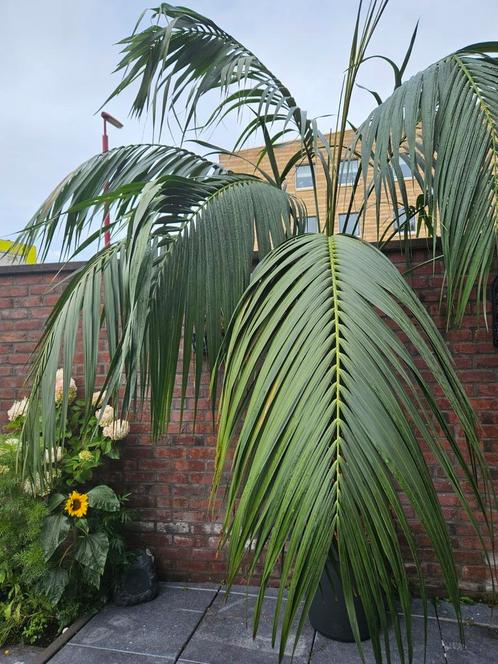 Kentia binnen palm met mooie grote bladeren, vakantie gevoel, Tuin en Terras, Bloembollen en Zaden, Voorjaar, Halfschaduw, Ophalen