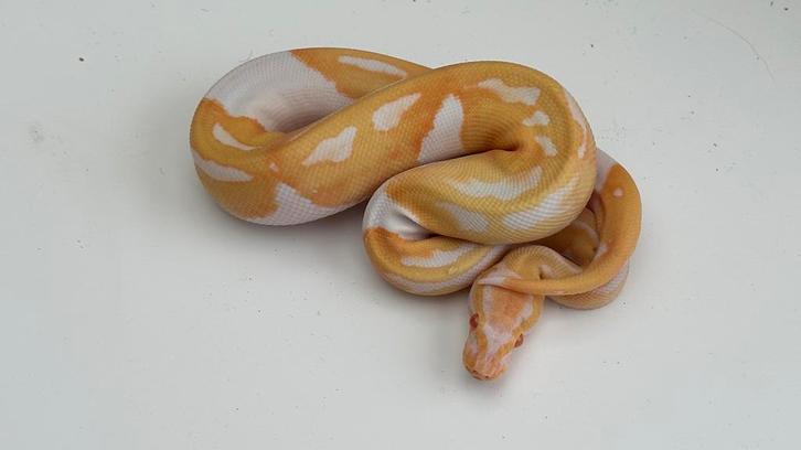 Albino pieds (piebalds) 2025 ball pythons