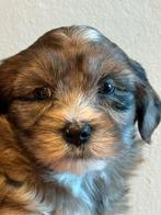 Super schattige Boomer pups ( Yorkshire met Lhasa Apso  ), CDV (hondenziekte), Meerdere, 8 tot 15 weken, Meerdere dieren