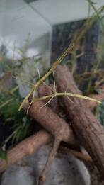 Gratis (Indische) wandelende takken, Wandelende tak
