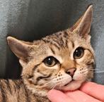 Poesje tabby rex kitten - MAG NU weg, Dieren en Toebehoren, Katten en Kittens | Overige Katten, Poes, Kortharig, 0 tot 2 jaar