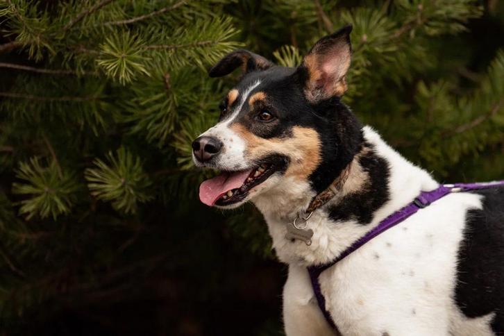 Alice zoekt een gezin, Dieren en Toebehoren, Honden | Niet-rashonden, Middel, Teef, Particulier, Eén hond, Buitenland, 6 jaar of ouder