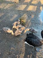 Jonge zwarte zwanen, Dieren en Toebehoren, Pluimvee, Geslacht onbekend, Gans of Zwaan