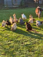 Broedeieren grote Brahma, Dieren en Toebehoren, Geslacht onbekend, Kip