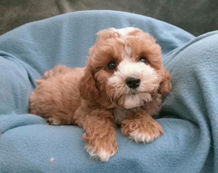 Prachtige cockapoo te koop, Dieren en Toebehoren, Honden | Niet-rashonden, Klein, Meerdere dieren, Fokker | Professioneel, Meerdere