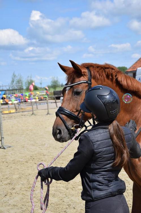 E pony te koop, Dieren en Toebehoren, Pony's, Merrie, E pony (1.48m - 1.57m), Recreatiepony, 11 jaar of ouder, Met stamboom
