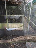 Zilver fazant haan 2024, Dieren en Toebehoren, Pluimvee, Mannelijk, Overige soorten