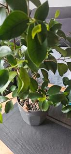 Fiscus Ginseng, Ophalen, Halfschaduw, Minder dan 100 cm