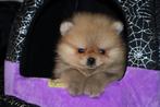 Elite Bearface Pomeranian/Pomeriaan Boys Geboren in NL, Dieren en Toebehoren, Honden | Poolhonden, Keeshonden en Oertypen, Nederland