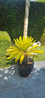 Unieke Vredespalm, palmboom stamhoogte 30cm!, Ophalen of Verzenden, Bloeit niet, Overige soorten, Volle zon