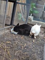 twee konijnen, Dieren en Toebehoren, Konijnen, Mannelijk