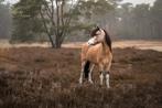 Super knappe valk A-pony, Dieren en Toebehoren, Pony's, Merrie