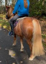 Hele brave men en kinderpony voor 5* huisje, Dieren en Toebehoren, L, B pony (1.17m tot 1.27m), 11 jaar of ouder, Recreatiepony