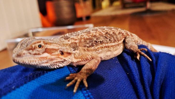 Jonge (dwerg) baardagaam - bijna gratis!, Dieren en Toebehoren, Reptielen en Amfibieën, Hagedis, 0 tot 2 jaar, Tam