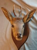 Opgezette kop van hert met gewei op eiken wandbord, Ophalen of Verzenden, Gebruikt, Hert, Gewei of Kop