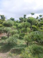 Pinus Armandii Tuinbonsai vormsnoei €125,50 euro per/st, Tuin en Terras, Bloeit niet, Overige soorten, 100 tot 250 cm, Ophalen