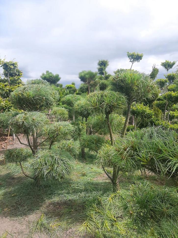 Pinus Armandii Tuinbonsai vormsnoei €125,50 euro per/st, Tuin en Terras, Planten | Bomen, Overige soorten, 100 tot 250 cm, Volle zon