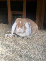 Gezocht gecastreerde ram, Dieren en Toebehoren, Konijnen, Mannelijk, Groot, Hangoor