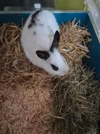 Konijn, ram geboren 27-9, Dieren en Toebehoren, Konijnen, Mannelijk