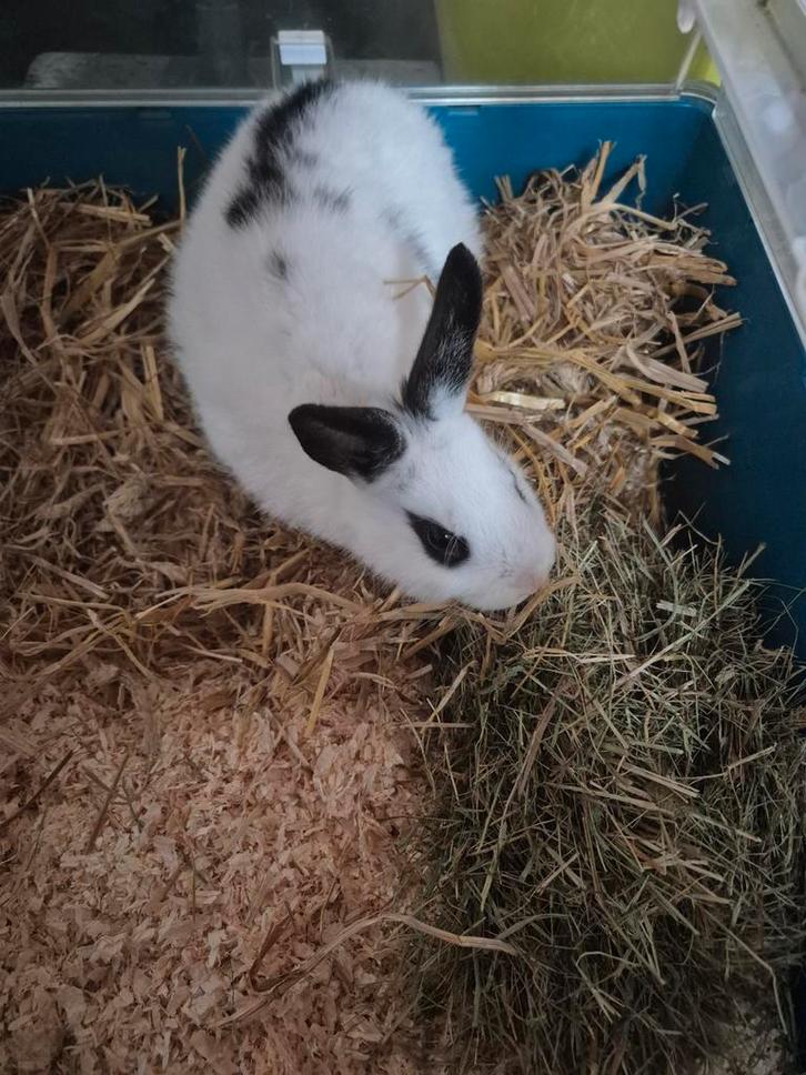 Konijn, ram geboren 27-9, Dieren en Toebehoren, Konijnen, Mannelijk