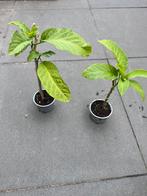 Brugmansia stekken roze, Tuin en Terras, Planten | Tuinplanten, Ophalen, Zomer, Overige soorten, Volle zon