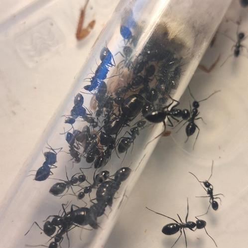 Camponotus Aethiops | Mieren | Ants |, Dieren en Toebehoren, Insecten en Spinnen, Mieren