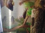 Malawi ciclide klein, Dieren en Toebehoren, Vissen | Aquariumvissen, Vis