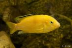 3x careleus yellow malawichiclide gaan allen samen weg 10cm, Dieren en Toebehoren, Vissen | Aquariumvissen, Vis, Zoetwatervis