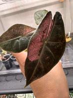 Alocasia pink dragon albo/pink variegata knolletjes, Huis en Inrichting, Kamerplanten, Ophalen of Verzenden, Halfschaduw, Minder dan 100 cm