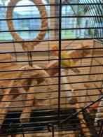 Agapornis 2stuks setje, Dieren en Toebehoren, Vogels | Parkieten en Papegaaien