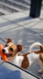 Mooie lieve en trouwe Jack Russel. Van 3,5 jaar., Dieren en Toebehoren, Honden | Jack Russells en Terriërs, Jack Russell Terriër