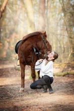Verzorger/bijrijder aangeboden lange termijn, Meerdere dieren, Recreatiepaard