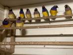 Gouldamadines, Dieren en Toebehoren, Vogels | Overige Vogels, Meerdere dieren, Tropenvogel