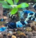 Shadow Panda (Taiwan bee), Dieren en Toebehoren, Kreeft, Krab of Garnaal, Zoetwatervis